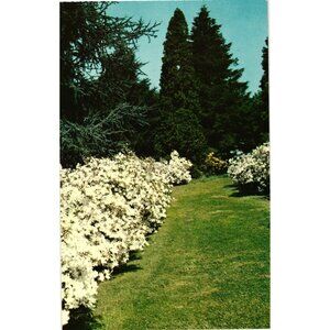 Winterthur Gardens Postcard Azalea Path Henry Francis Du Pont Delaware